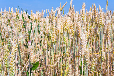 Similar image 1340066