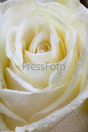 Фотография на тему Свежая большая мокрая белая роза крупным планом | PressFoto