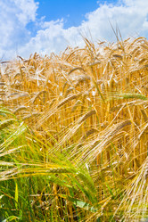 Similar image 1340379