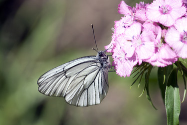 Similar image 1340835