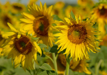 Similar image 1340873