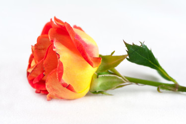 Similar image 1340999