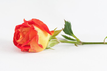 Similar image 1341000