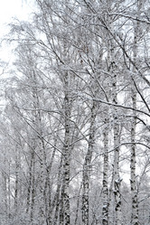 Similar image 1341077