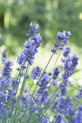 Similar image 1341375