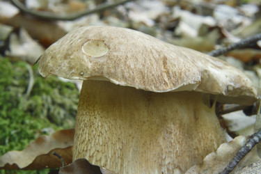 Similar image 1341429