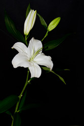 Similar image 1341431