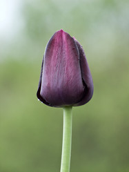 Similar image 1341484