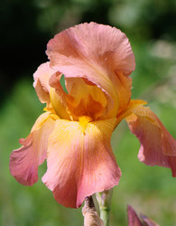 Similar image 1341498