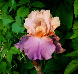 Similar image 1341500