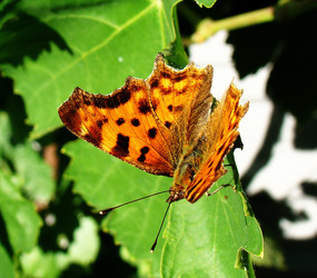 Similar image 1341501