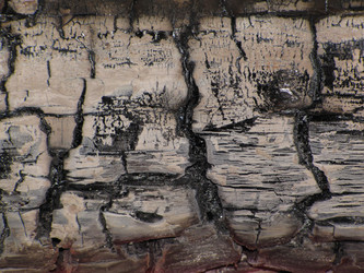 Similar image 1341532