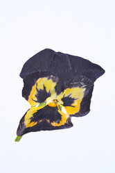 Similar image 1341669