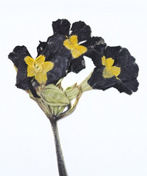 Similar image 1341670