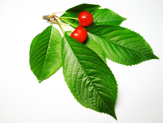 Similar image 1341936