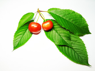 Similar image 1341942