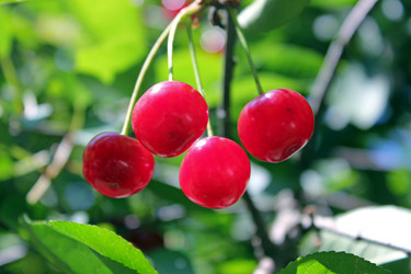 Similar image 1342042