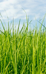 Similar image 1342543