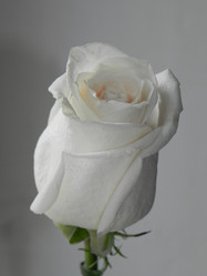 Similar image 1342583