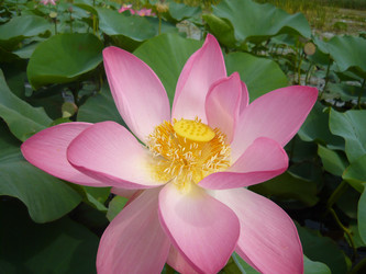 Similar image 1342723