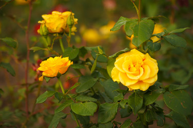 Similar image 1342753