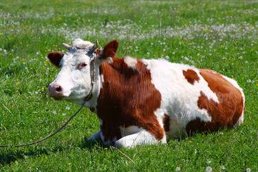 Similar image 1342762