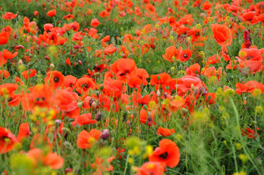 Similar image 1342837