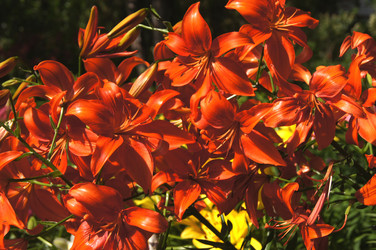 Similar image 1343278