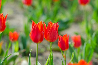 Similar image 1343706