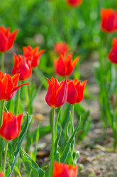 Similar image 1343707