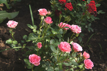 Similar image 1343865