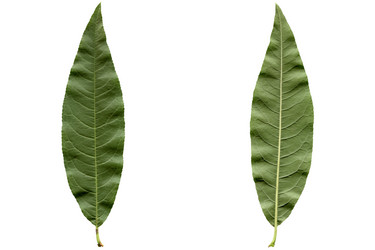 Similar image 1345264