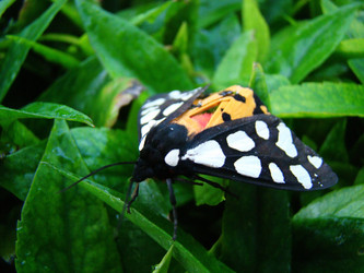 Similar image 1346082