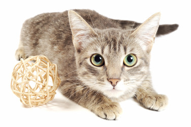 Similar image 1346300