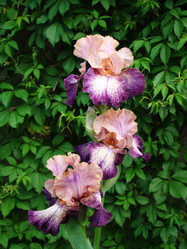 Similar image 1346571