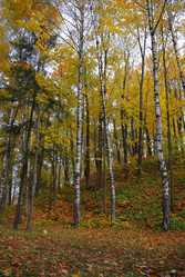 Similar image 1348744