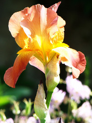 Similar image 1353922