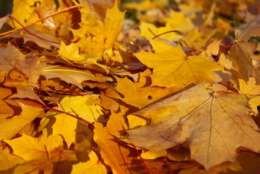 Similar image 1354364