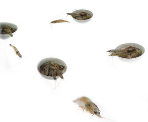 Similar image 1354447