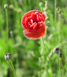 Similar image 1355552