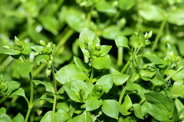 Similar image 1356976