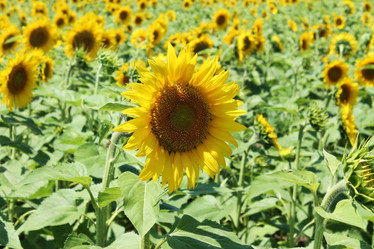 Similar image 1358318