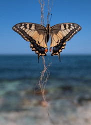 Similar image 1362259