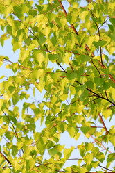 Similar image 1363594