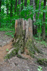 Similar image 1364297