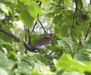 Similar image 1364414