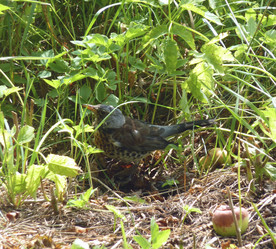 Similar image 1364415