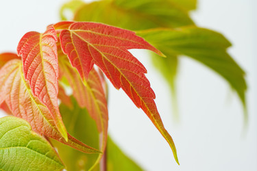 Similar image 1365286