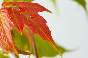 Similar image 1365288