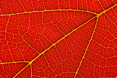 Similar image 1365331